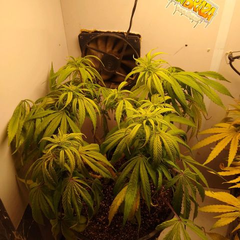 OG DEVIL growlog timeline photo
