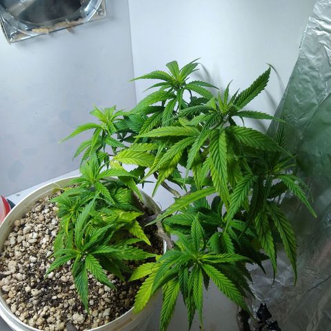 TUTTI FRUTTI growlog timeline photo
