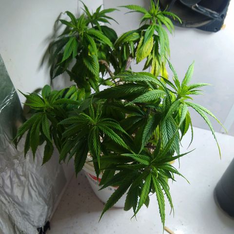 OG DEVIL growlog timeline photo