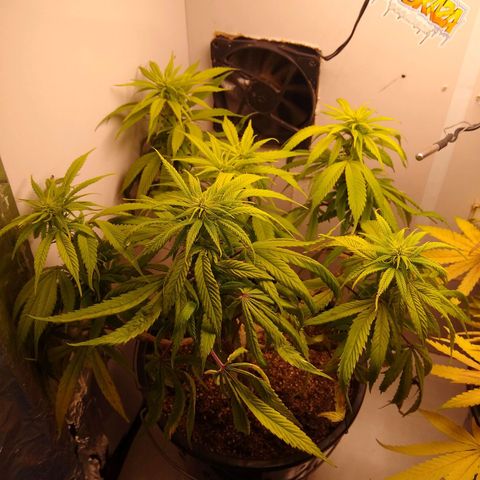 OG DEVIL growlog timeline photo