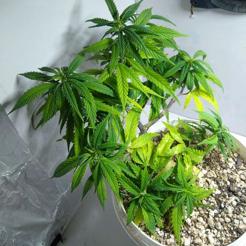 TUTTI FRUTTI growlog timeline photo