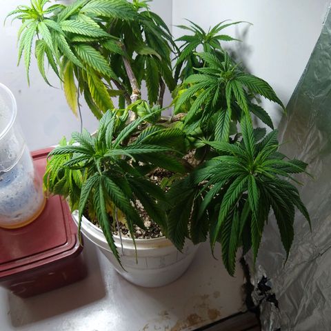 OG DEVIL growlog timeline photo