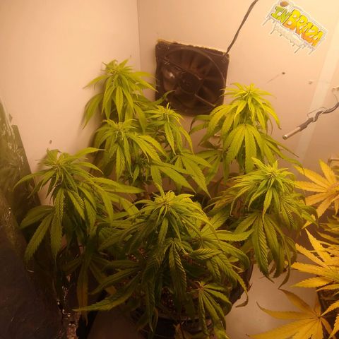 OG DEVIL growlog timeline photo
