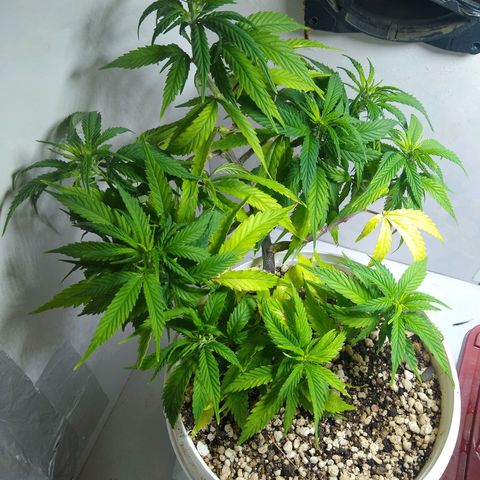 TUTTI FRUTTI growlog timeline photo