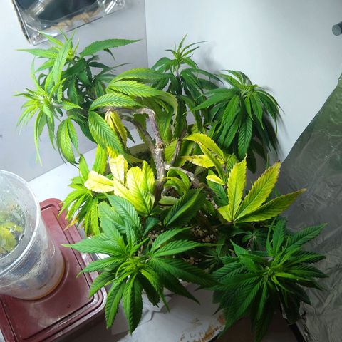OG DEVIL growlog timeline photo