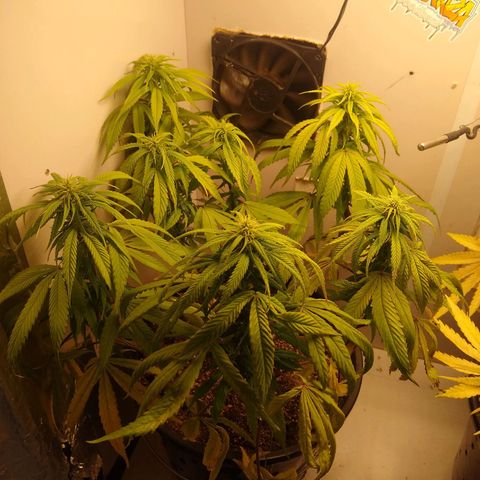 OG DEVIL growlog timeline photo