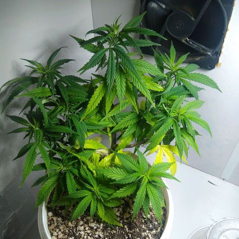 TUTTI FRUTTI growlog timeline photo