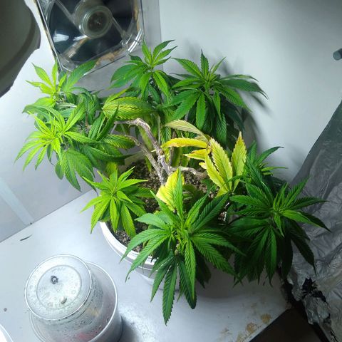 OG DEVIL growlog timeline photo