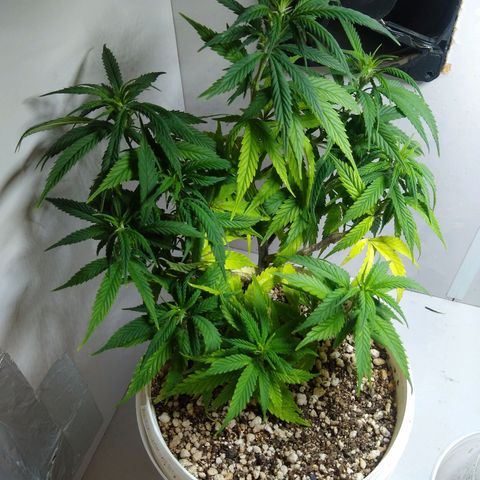 TUTTI FRUTTI growlog timeline photo