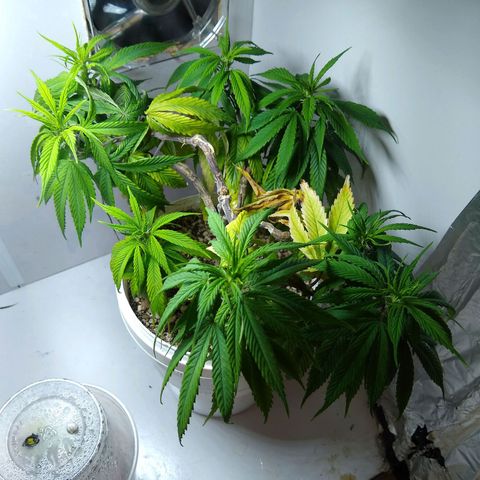 OG DEVIL growlog timeline photo