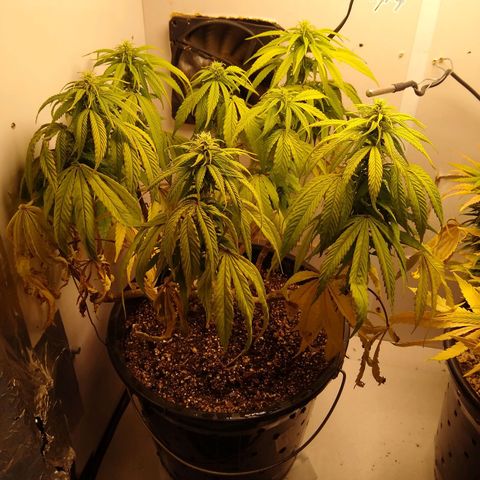 OG DEVIL growlog timeline photo