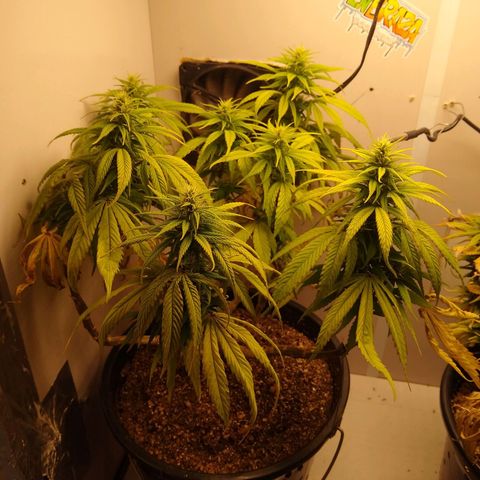 OG DEVIL growlog timeline photo