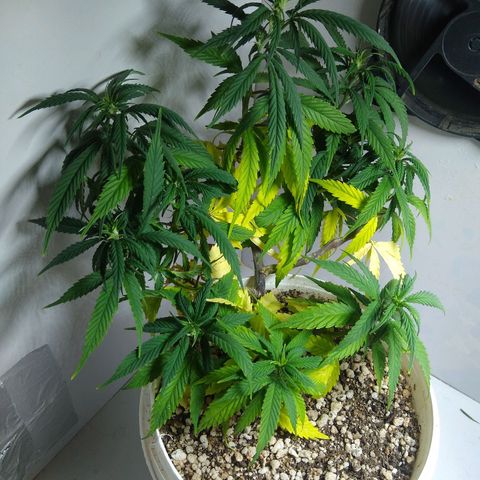 TUTTI FRUTTI growlog timeline photo