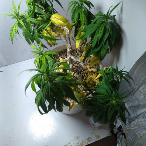 OG DEVIL growlog timeline photo