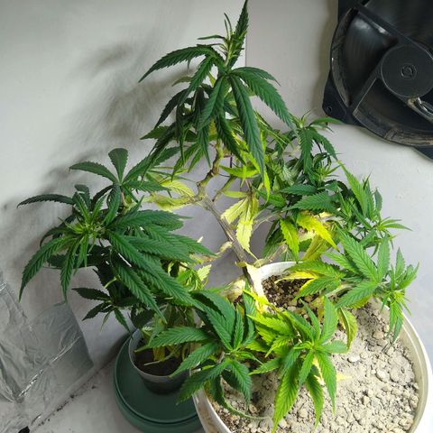 TUTTI FRUTTI growlog timeline photo
