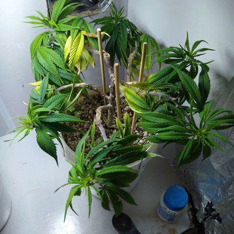 OG DEVIL growlog timeline photo