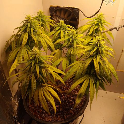 OG DEVIL growlog timeline photo
