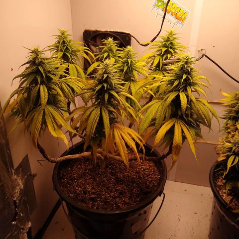 OG DEVIL growlog timeline photo