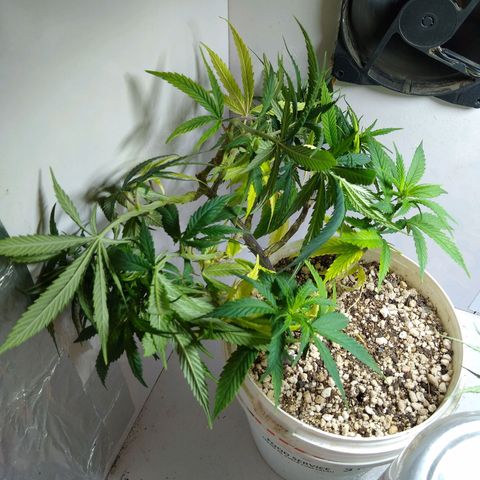 TUTTI FRUTTI growlog timeline photo