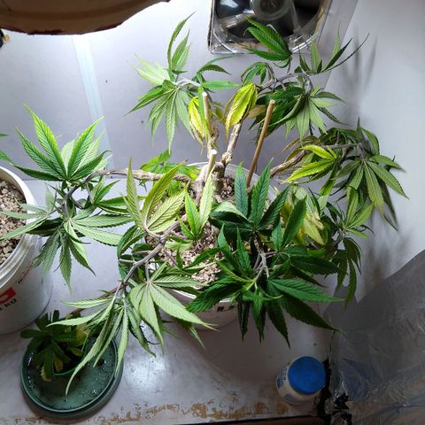 OG DEVIL growlog timeline photo