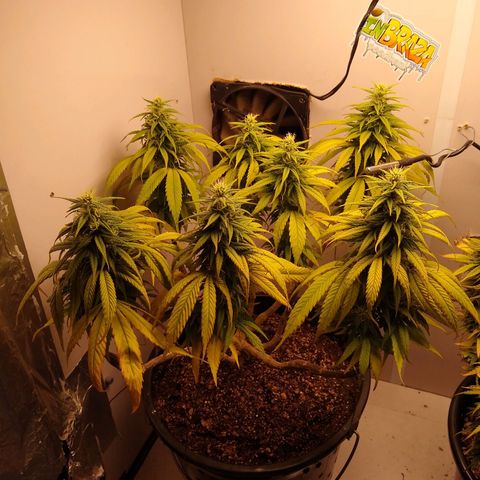 OG DEVIL growlog timeline photo