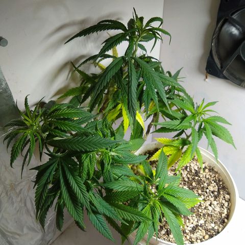 TUTTI FRUTTI growlog timeline photo