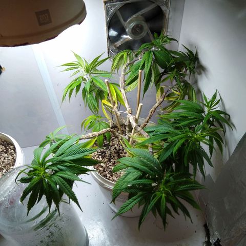 OG DEVIL growlog timeline photo