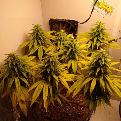 OG DEVIL growlog timeline photo