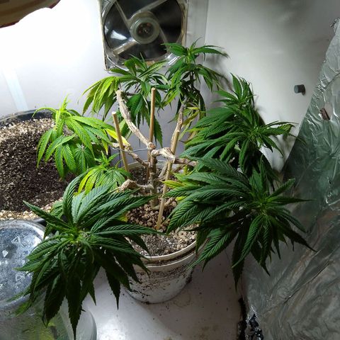 OG DEVIL growlog timeline photo