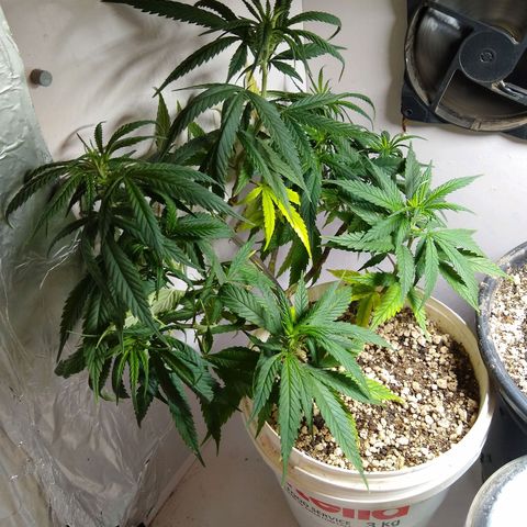 TUTTI FRUTTI growlog timeline photo