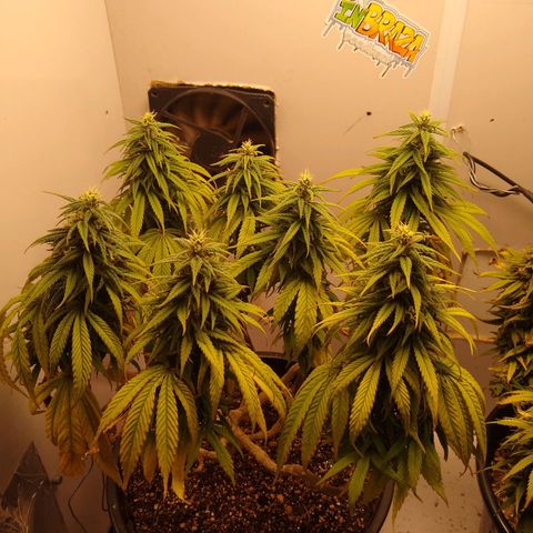 OG DEVIL growlog timeline photo