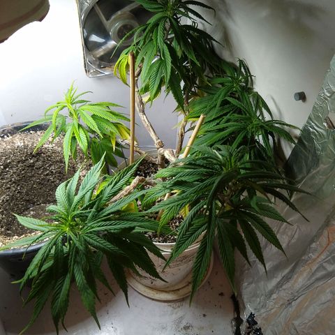 OG DEVIL growlog timeline photo
