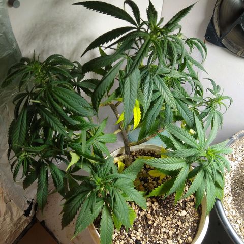 TUTTI FRUTTI growlog timeline photo