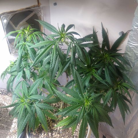 TUTTI FRUTTI growlog timeline photo