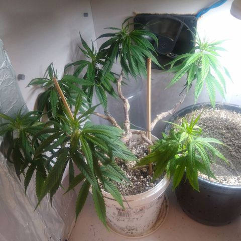 OG DEVIL growlog timeline photo