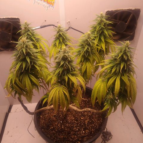 OG DEVIL growlog timeline photo