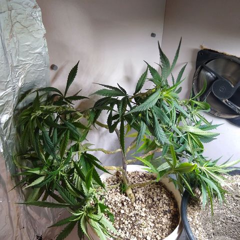 TUTTI FRUTTI growlog timeline photo