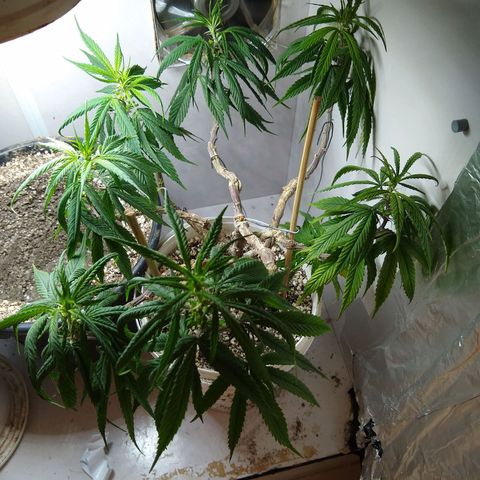 OG DEVIL growlog timeline photo