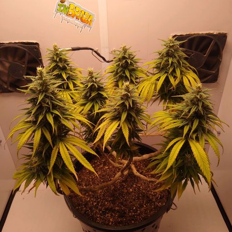 OG DEVIL growlog timeline photo
