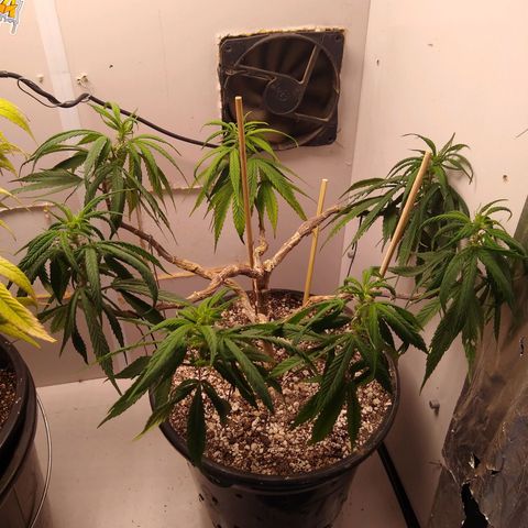 OG DEVIL growlog timeline photo