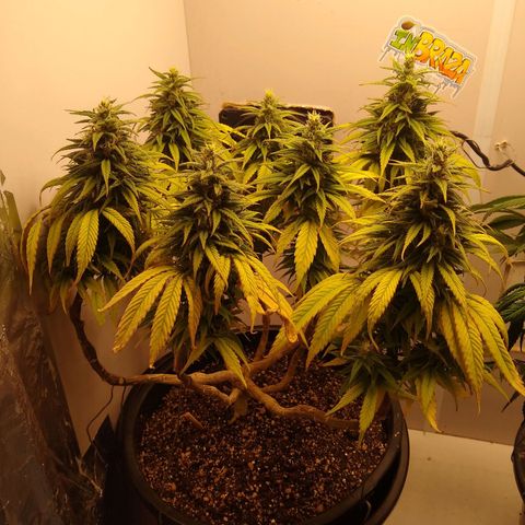 OG DEVIL growlog timeline photo