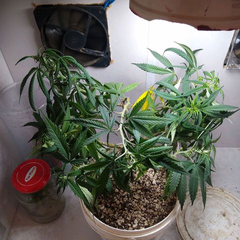TUTTI FRUTTI growlog timeline photo