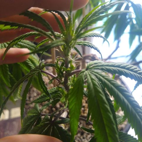 OG DEVIL growlog photo: Fiz a poda nós novos galhos 