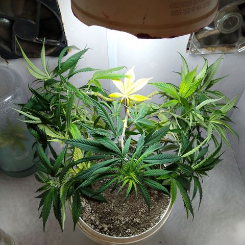 TUTTI FRUTTI growlog timeline photo
