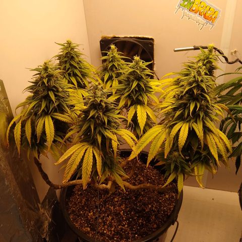 OG DEVIL growlog timeline photo