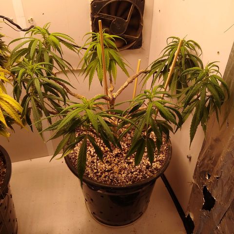 OG DEVIL growlog timeline photo