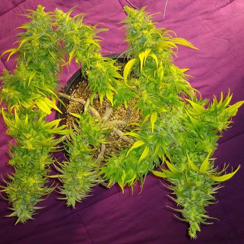 OG DEVIL growlog timeline photo
