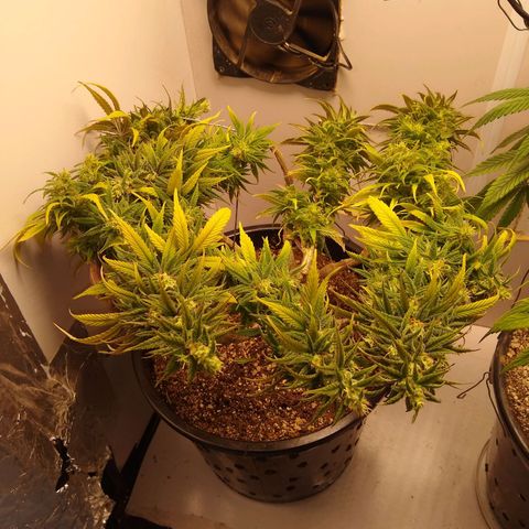 OG DEVIL growlog timeline photo