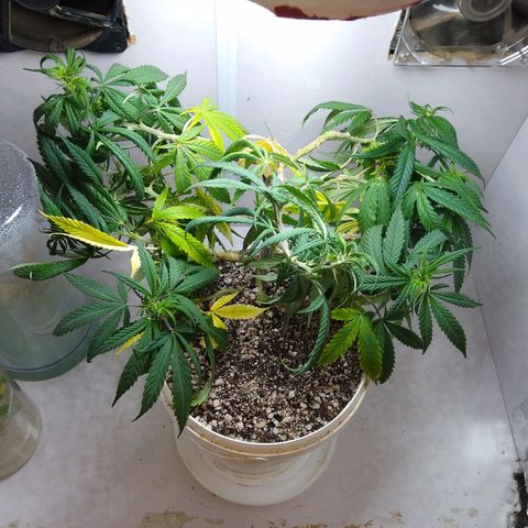 TUTTI FRUTTI growlog timeline photo