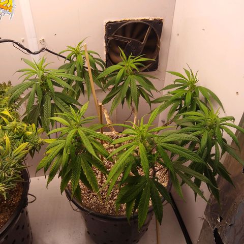 OG DEVIL growlog timeline photo